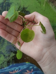 Hydrocharis morsus-ranae