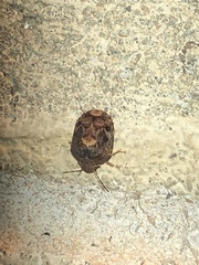 Stethaulax marmorata