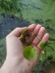 Hydrocharis morsus-ranae