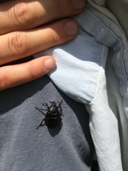 Osmoderma eremicola