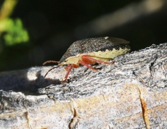 Holcostethus abbreviatus