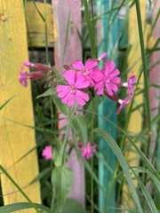 Silene dioica
