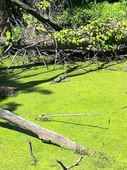 Trachemys scripta elegans