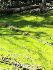 Trachemys scripta elegans