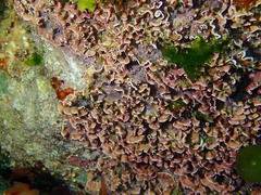 Mesophyllum lichenoides