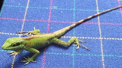 Anolis apollinaris