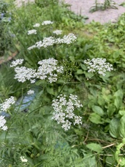 Anthriscus sylvestris