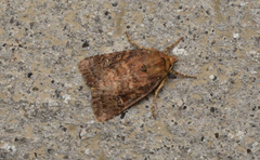 Pseudorthodes irrorata