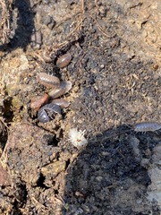 Porcellio laevis