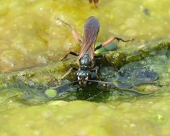 Chalybion femoratum