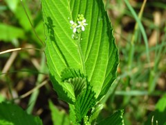 False Rosemary (Caperonia palustris)