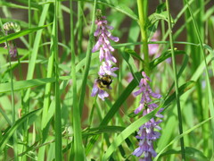 Bombus borealis image