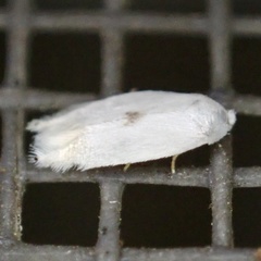 Pseudopostega quadristrigella