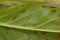 Pucciniastrum epilobii