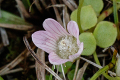 Lysimachia tenella