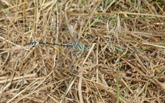 Lindenia tetraphylla