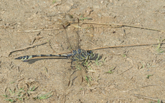 Lindenia tetraphylla