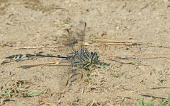 Lindenia tetraphylla