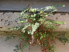 Asplenium ruta-muraria
