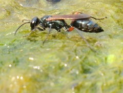 Chalybion femoratum