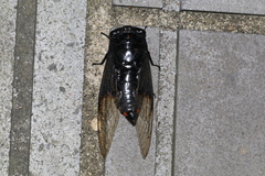 Cryptotympana holsti