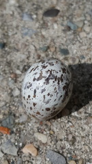 Passer domesticus
