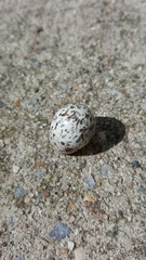 Passer domesticus