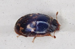 Cryptarcha strigatula