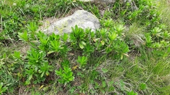 Daphne glomerata