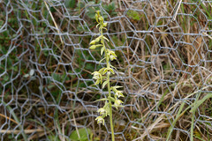 Epipactis dunensis