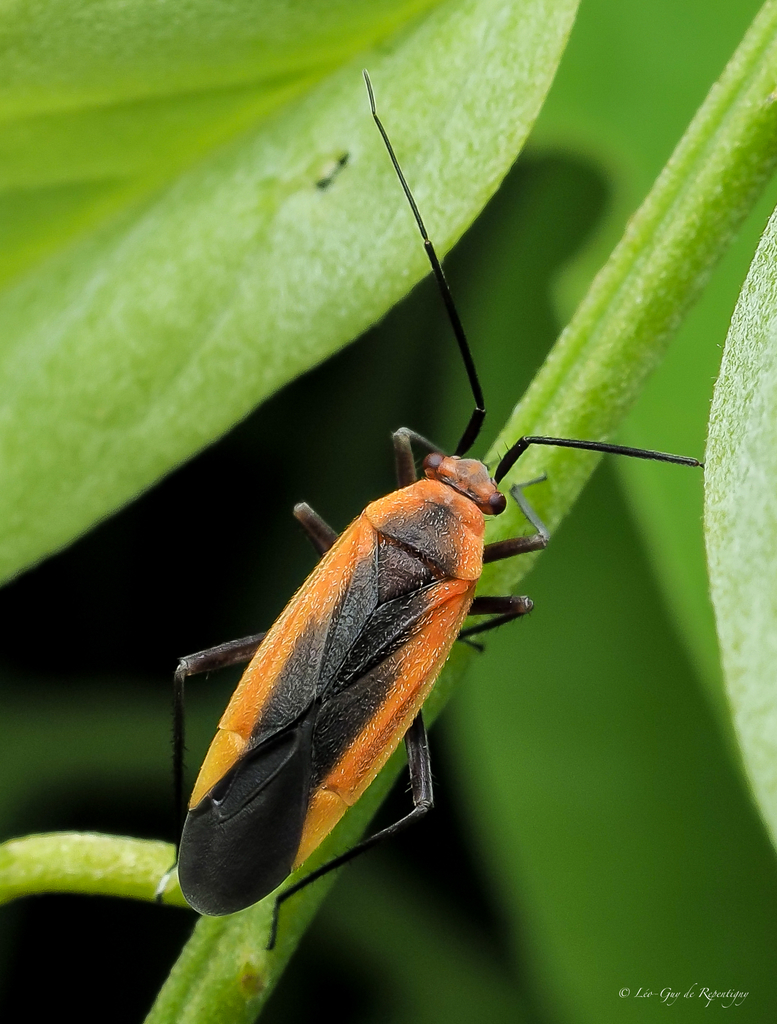 Black Locust Bug