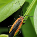 Black Locust Bug - Photo (c) Léo-Guy de Repentigny, some rights reserved (CC BY-NC), uploaded by Léo-Guy de Repentigny