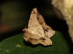 Chiasmia intermediaria