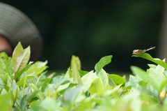 Lebadea martha parkeri