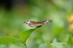 Lebadea martha parkeri