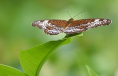 Lebadea martha parkeri