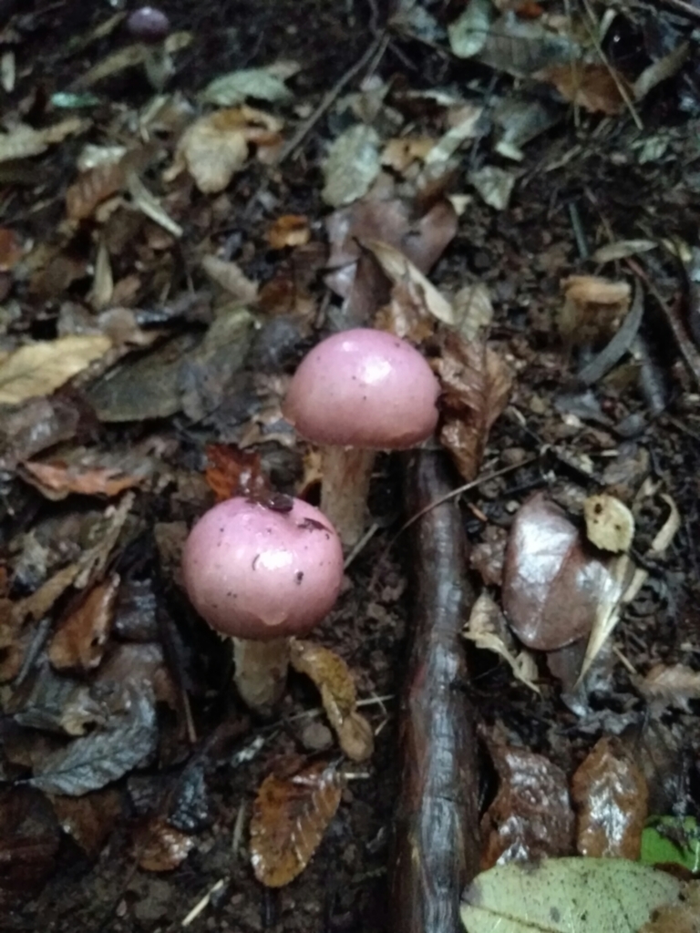 Cortinarius lebre · June 2017 · photo: © cristianriquelme (iNaturalist, cc-by)
