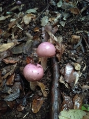 Cortinarius lebre