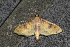 Pachynoa sabelialis