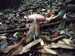 Cortinarius lebre
