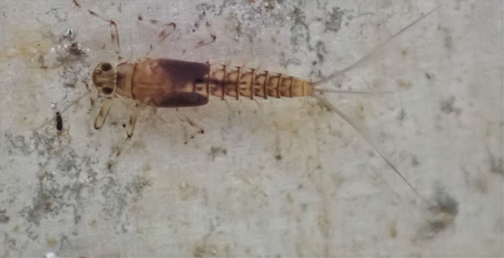 Baetis notos