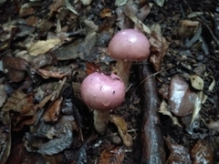 Cortinarius lebre