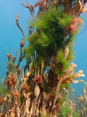 Vertebrata lanosa