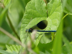 Calopteryx splendens