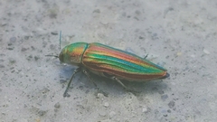 Buprestis striata