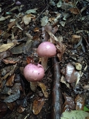 Cortinarius lebre