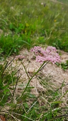 Chaerophyllum roseum