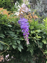 Wisteria sinensis