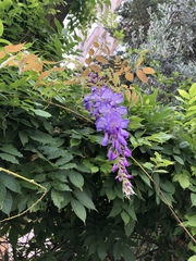 Wisteria sinensis