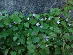 Cymbalaria muralis